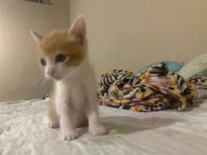 Gato raça Siamês idade 2 a 6 meses nome Não tem 