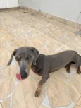 Cachorro ra a SRD-ViraLata idade 2 anos nome Thor 