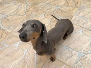 Cachorro raça SRD-ViraLata idade 2 anos nome Thor 