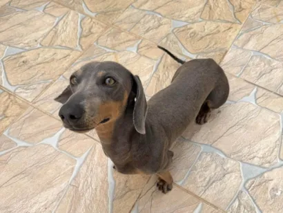 Cachorro ra a SRD-ViraLata idade 2 anos nome Thor 