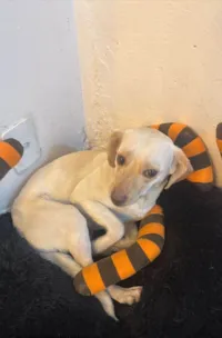 Cachorro ra a SRD-ViraLata idade 1 ano nome Marley