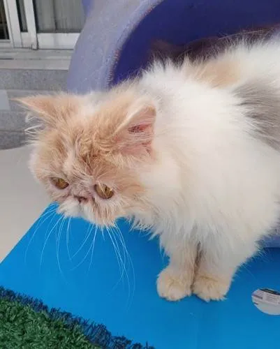 Gato ra a Persa idade 7 a 11 meses nome MIRIAM PERSA