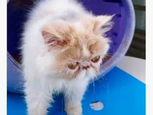 Gato ra a Persa idade 7 a 11 meses nome MIRIAM PERSA