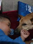 Cachorro ra a SRD-ViraLata idade 1 ano nome DuDu 