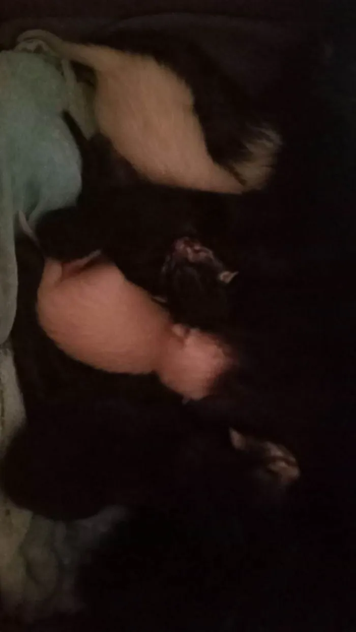 Filhotes de gatinha para adoção ????