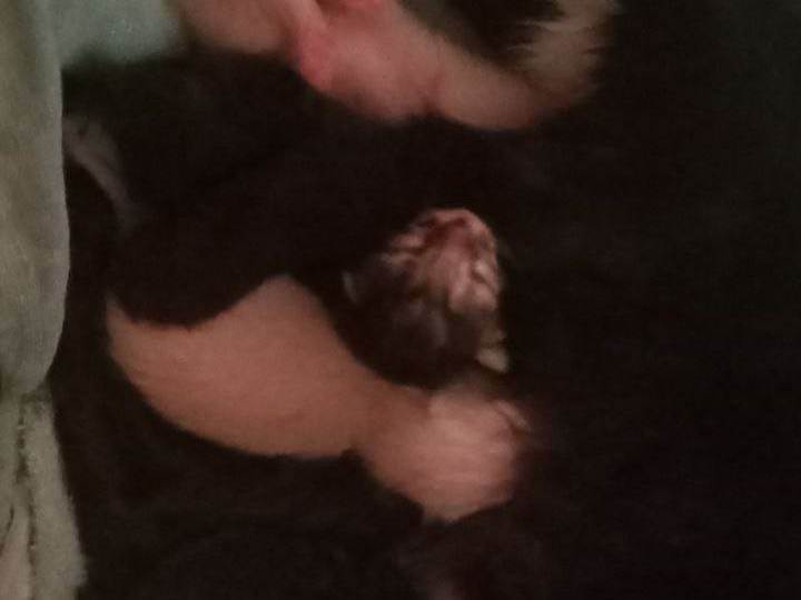 Gato ra a SRD-ViraLata idade Abaixo de 2 meses nome Filhotes de gatinha para adoção ????