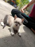 Gato ra a SRD-ViraLata idade Abaixo de 2 meses nome Pequeno 