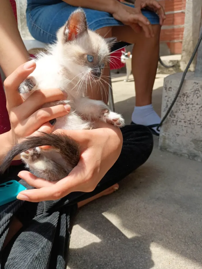 Gato ra a SRD-ViraLata idade Abaixo de 2 meses nome Pequeno 