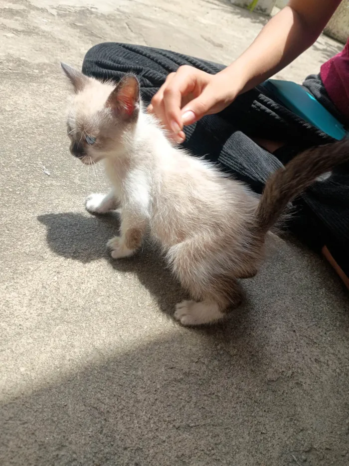 Gato ra a SRD-ViraLata idade Abaixo de 2 meses nome Pequeno 