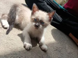 Gato raça SRD-ViraLata idade Abaixo de 2 meses nome Pequeno 