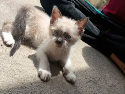 Gato raça SRD-ViraLata idade Abaixo de 2 meses nome Pequeno 