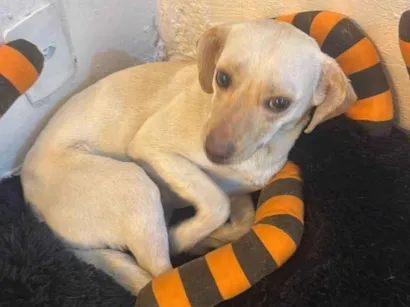 Cachorro raça SRD-ViraLata idade 1 ano nome Marley