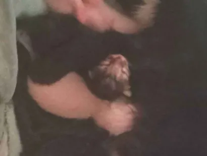 Gato raça SRD-ViraLata idade Abaixo de 2 meses nome Filhotes de gatinha para adoção ????