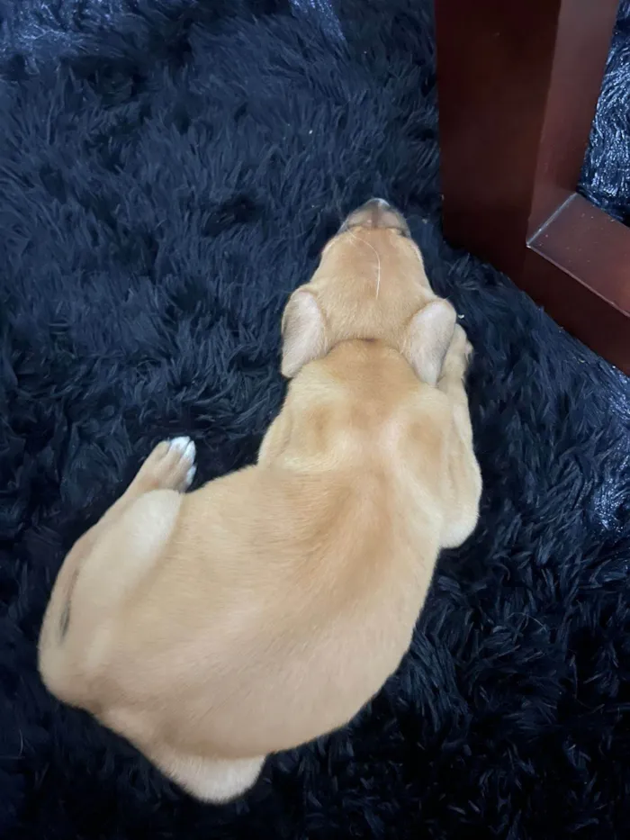 Cachorro ra a SRD-ViraLata idade 2 a 6 meses nome não tem nome 