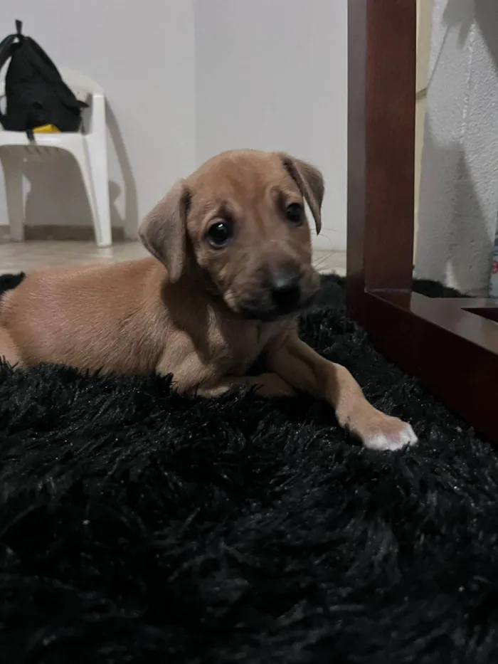 Cachorro ra a SRD-ViraLata idade 2 a 6 meses nome não tem nome 