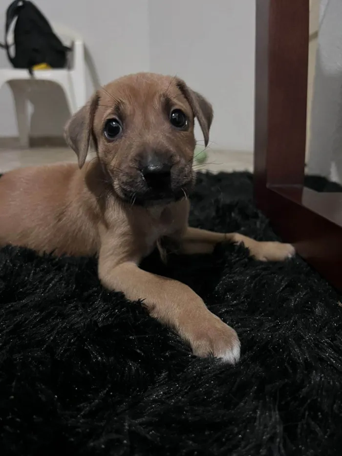 Cachorro ra a SRD-ViraLata idade 2 a 6 meses nome não tem nome 