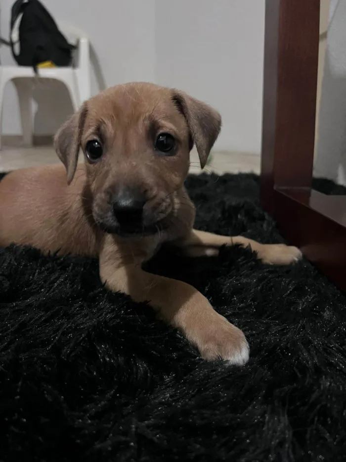 Cachorro ra a SRD-ViraLata idade 2 a 6 meses nome não tem nome 
