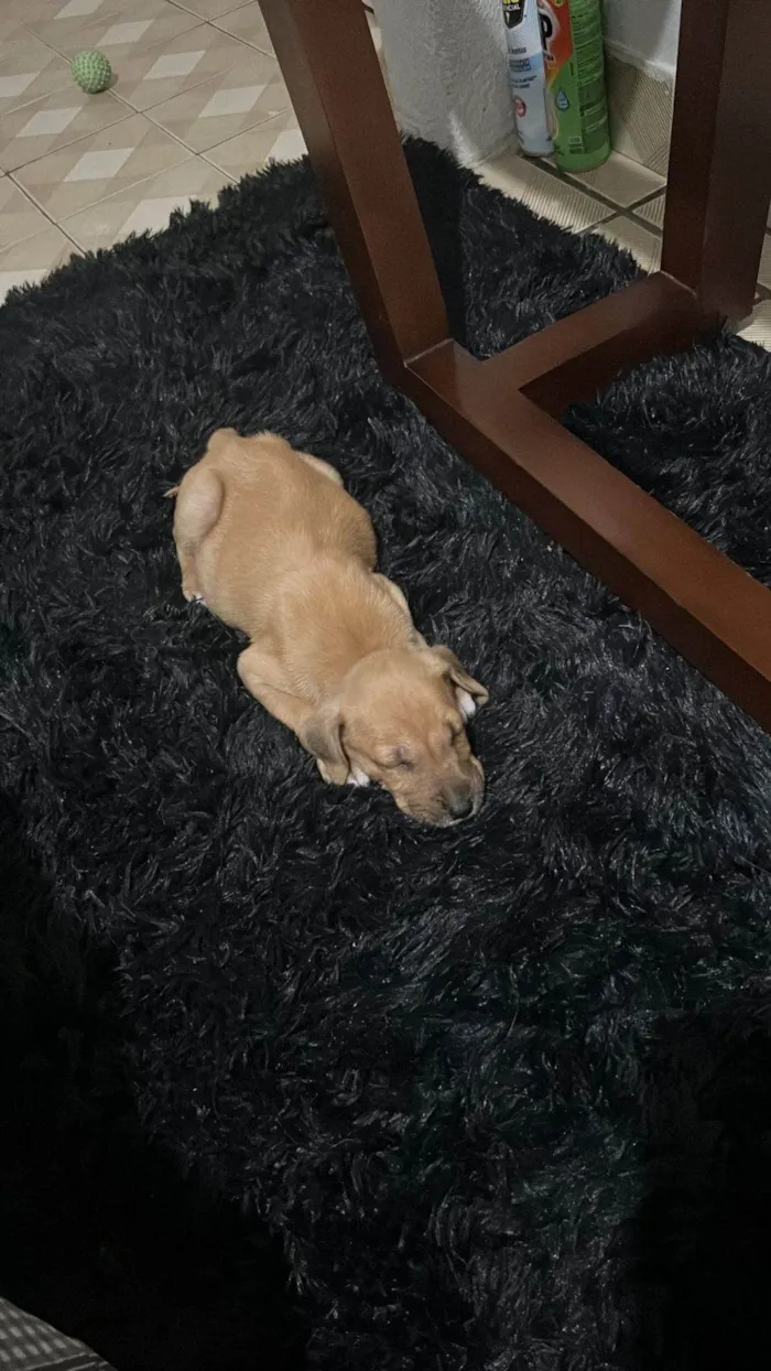 Cachorro ra a SRD-ViraLata idade 2 a 6 meses nome não tem nome 