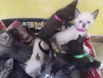 Gato raça SRD-ViraLata idade Abaixo de 2 meses nome CELEA MARIANA DE ARAUJO