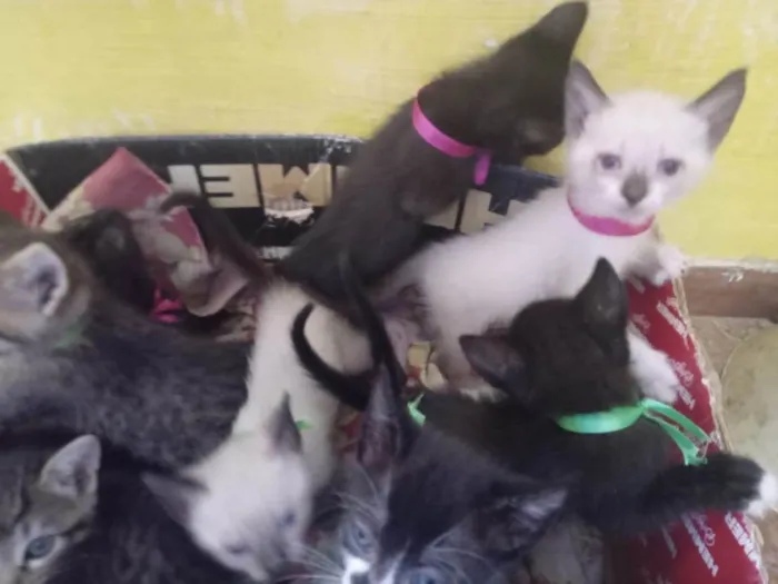 Gato ra a SRD-ViraLata idade Abaixo de 2 meses nome CELEA MARIANA DE ARAUJO