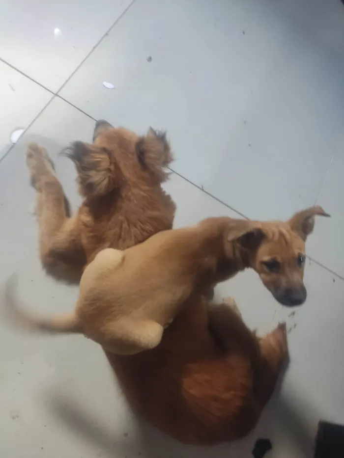 Cachorro ra a SRD-ViraLata idade 2 a 6 meses nome Pqninha