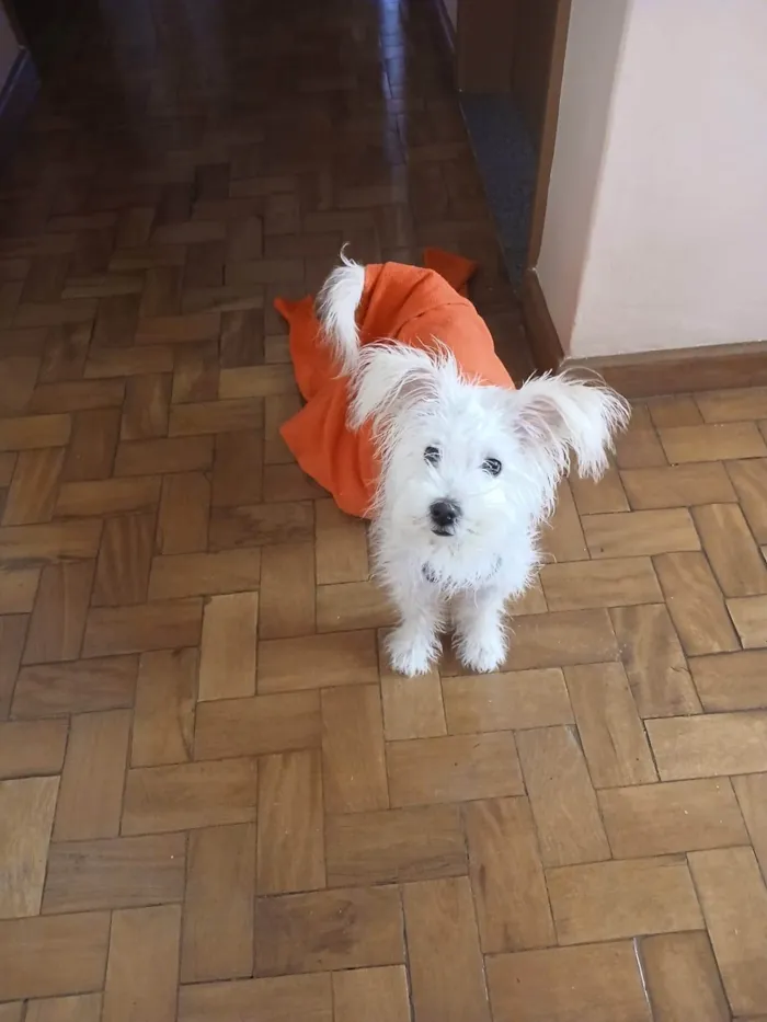 Cachorro ra a SRD-ViraLata idade 7 a 11 meses nome Luna