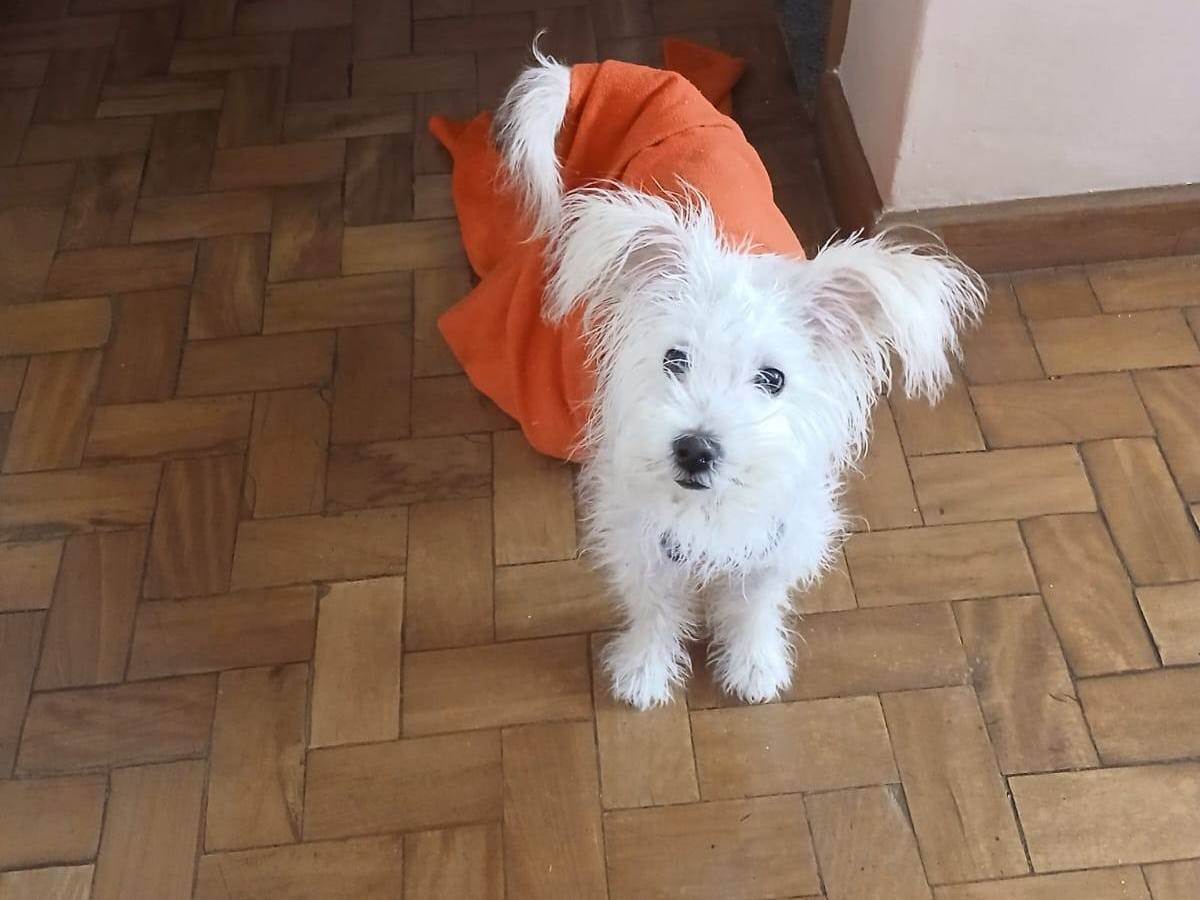 Cachorro raça SRD-ViraLata idade 7 a 11 meses nome Luna