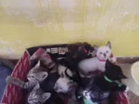 Gato raça SRD-ViraLata idade 2 a 6 meses nome LEIA MARIANA