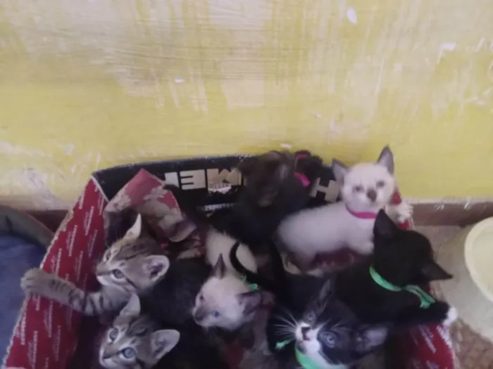 Gato ra a SRD-ViraLata idade 2 a 6 meses nome LEIA MARIANA