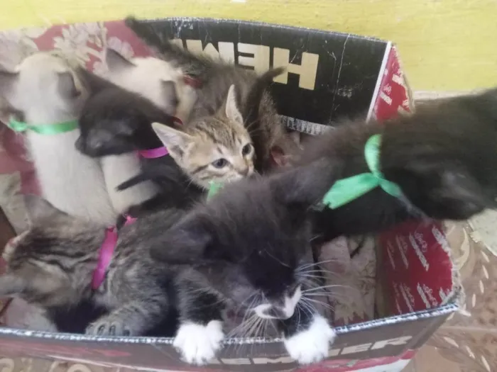 Gato ra a SRD-ViraLata idade 2 a 6 meses nome LEIA MARIANA