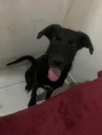 Cachorro ra a SRD-ViraLata idade 2 a 6 meses nome Rock