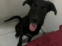 Cachorro raça SRD-ViraLata idade 2 a 6 meses nome Rock