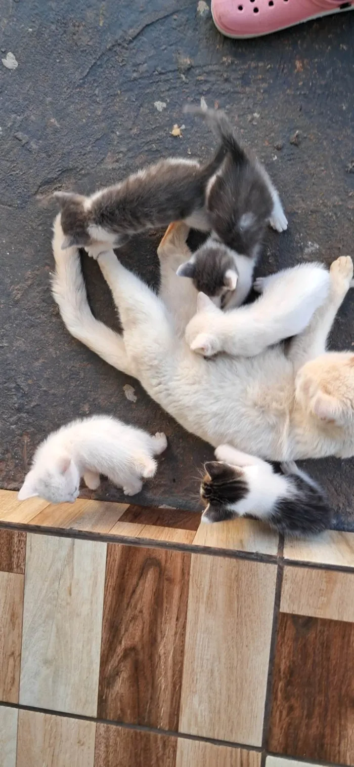 5 Gatinhos 