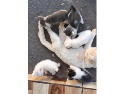 Gato raça SRD-ViraLata idade Abaixo de 2 meses nome 5 Gatinhos 