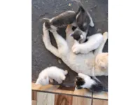 Gato ra a SRD-ViraLata idade Abaixo de 2 meses nome 5 Gatinhos 