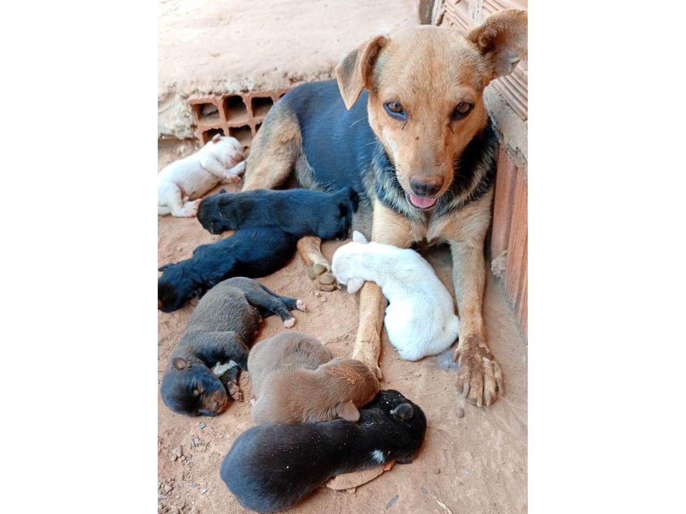 Cachorro ra a SRD-ViraLata idade Abaixo de 2 meses nome Princesa 