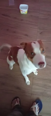 Cachorro ra a Pit-Bull idade 7 a 11 meses nome Zeus 