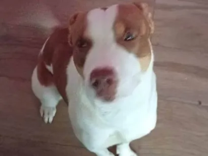 Cachorro raça Pit-Bull idade 7 a 11 meses nome Zeus 