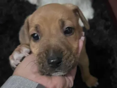 Cachorro raça SRD-ViraLata idade 2 a 6 meses nome não tem nome 