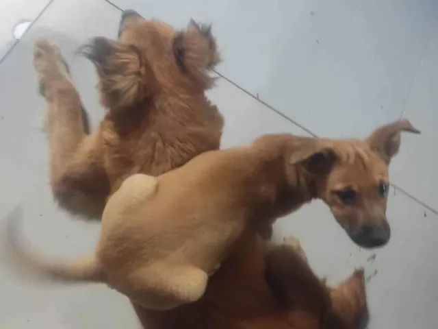 Cachorro raça SRD-ViraLata idade 2 a 6 meses nome Pqninha