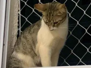 Gato raça SRD-ViraLata idade 7 a 11 meses nome Tigor 
