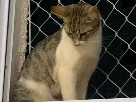Gato ra a SRD-ViraLata idade 7 a 11 meses nome Tigor 