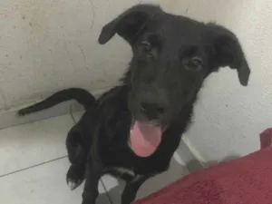 Cachorro raça SRD-ViraLata idade 2 a 6 meses nome Rock