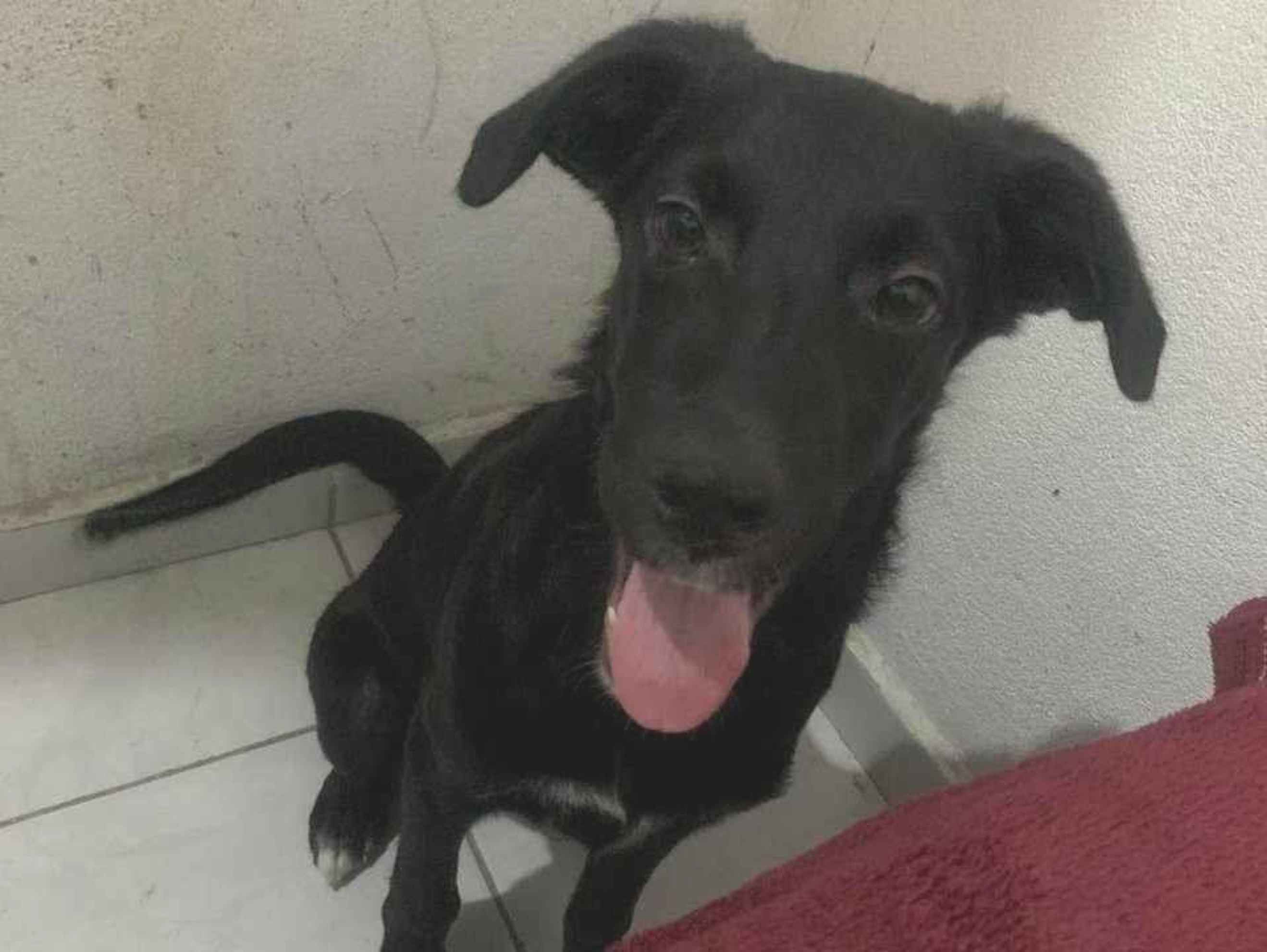 Cachorro ra a SRD-ViraLata idade 2 a 6 meses nome Rock