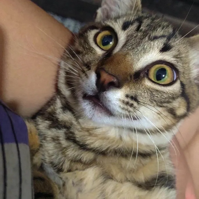 Gato ra a SRD-ViraLata idade 1 ano nome Tigrinho 
