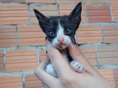 Gato raça Siamês idade 2 a 6 meses nome Não tem nome