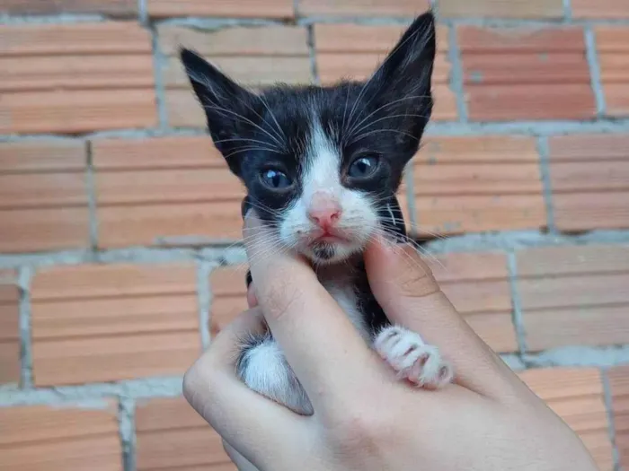 Gato ra a Siamês idade 2 a 6 meses nome Não tem nome