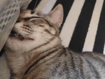 Gato raça SRD-ViraLata idade 1 ano nome Tigrinho 