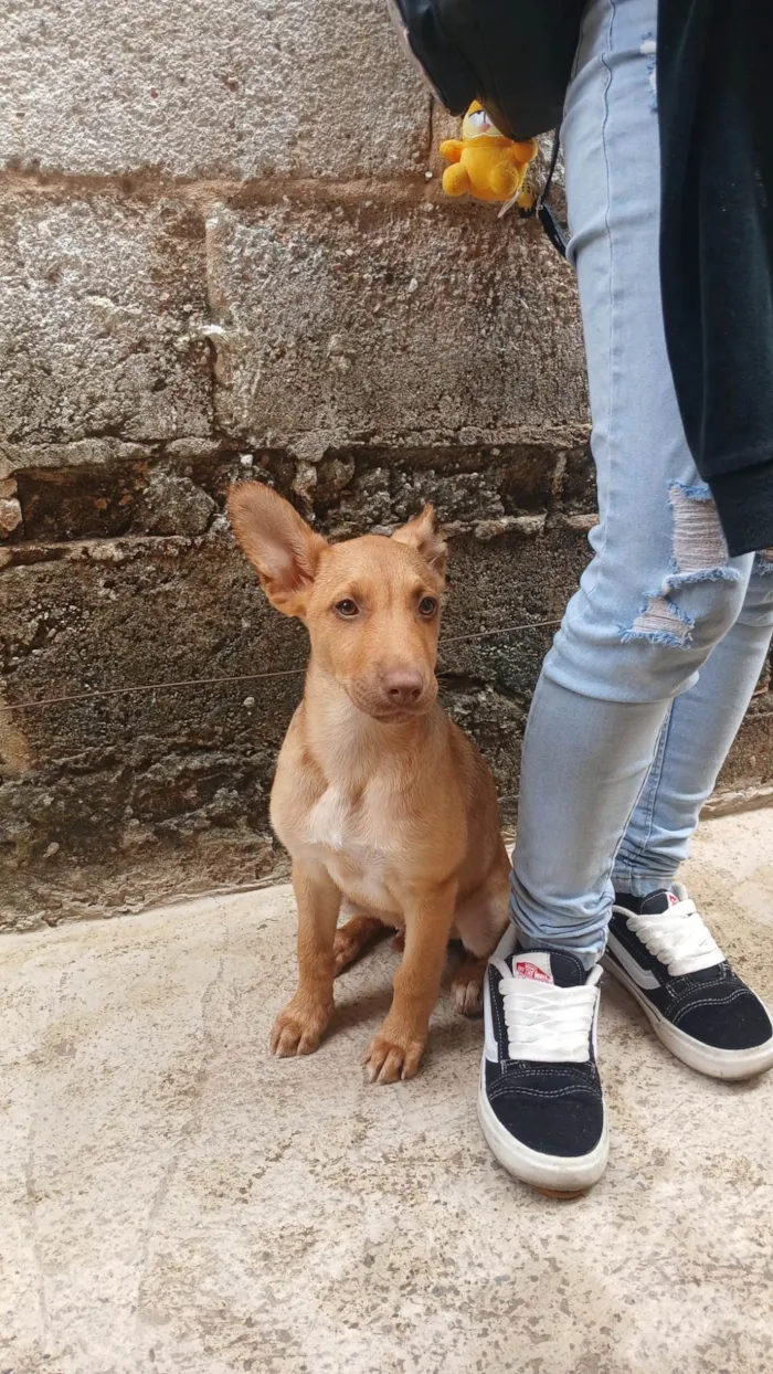 Cachorro ra a SRD-ViraLata idade 2 a 6 meses nome Pudim