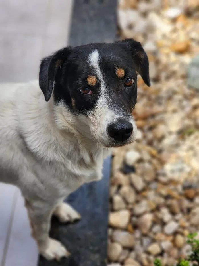 Cachorro ra a SRD-ViraLata idade 6 ou mais anos nome Pandora